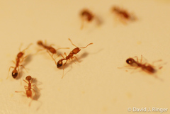 Monomorium pharaonis