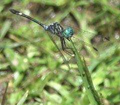 Micrathyria ocellata