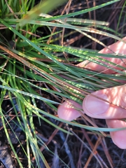 Rhynchospora fascicularis