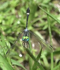 Micrathyria ocellata