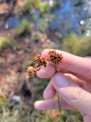 Rhynchospora fascicularis