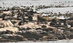 Arctocephalus pusillus pusillus