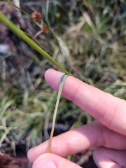 Rhynchospora fascicularis