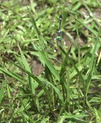 Micrathyria ocellata