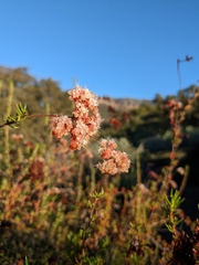 Eriogonum fasciculatum