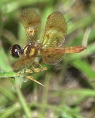 Perithemis lais
