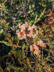 Eriogonum fasciculatum