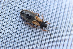 Ischnodemus sabuleti