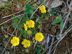 Potentilla verna