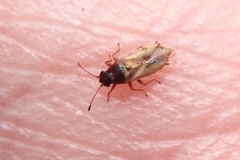 Cymus melanocephalus