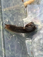Limax maximus
