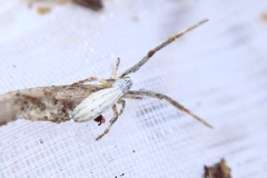 Uloborus walckenaerius