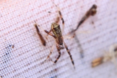 Episinus