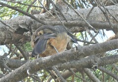 Laniarius ferrugineus