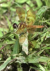 Perithemis lais