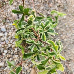Passiflora pentaschista