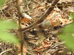 Sakesphoroides cristatus