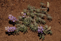 Lupinus grayi