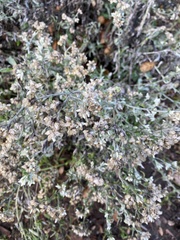 Pseudognaphalium beneolens