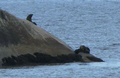 Arctocephalus pusillus pusillus