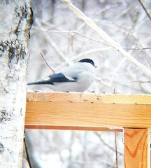 Pyrrhula pyrrhula cineracea