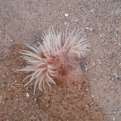 Calliactis parasitica