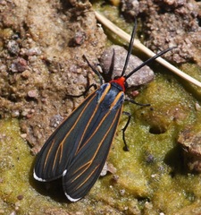 Ctenucha venosa