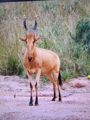 Alcelaphus buselaphus lelwel