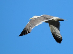 Larus fuscus heuglini