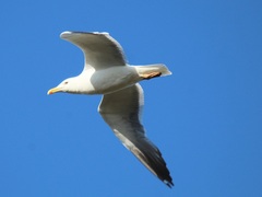 Larus fuscus heuglini