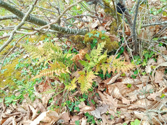 Asplenium adiantum-nigrum