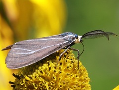 Ctenucha cressonana