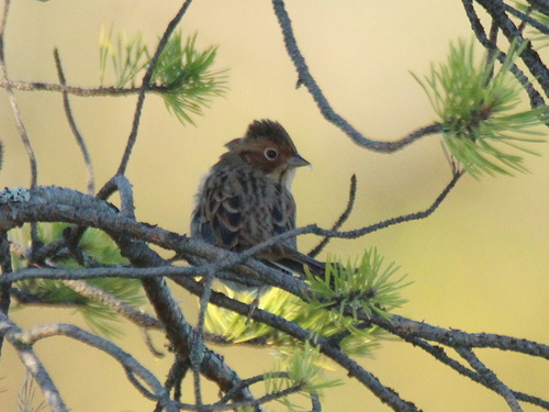 Escribano pigmeo (Emberiza pusilla)
