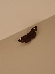 Erebus hieroglyphica