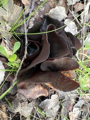 Helvella acetabulum