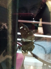 Erebus hieroglyphica