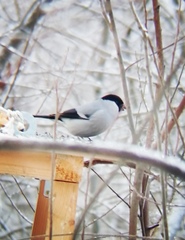 Pyrrhula pyrrhula cineracea
