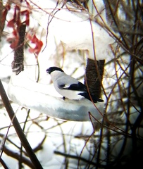 Pyrrhula pyrrhula cineracea