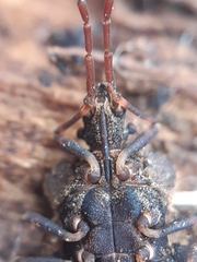 Aradus conspicuus