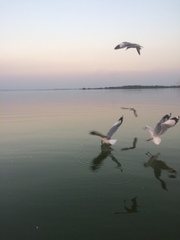 Chroicocephalus brunnicephalus