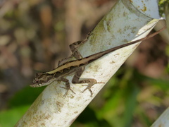 Anolis tropidonotus