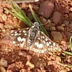 Spialia