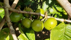 Vangueria madagascariensis