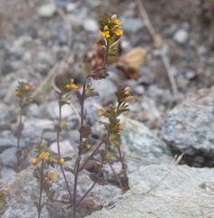 Euphrasia minima