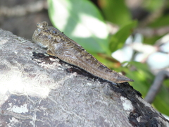 Periophthalmus argentilineatus