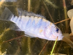 Oreochromis