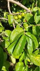 Vangueria madagascariensis