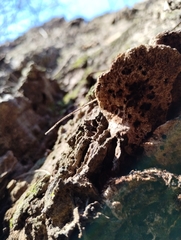 Ganoderma sessiliforme