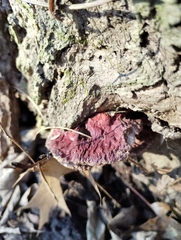 Ganoderma sessiliforme
