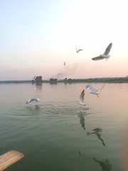 Chroicocephalus brunnicephalus